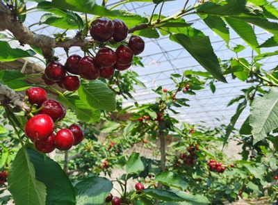 大連大櫻桃在滬開展產(chǎn)銷對(duì)接活動(dòng)